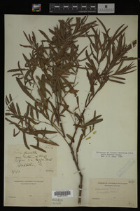 Salix interior image