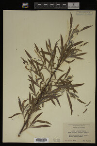 Salix interior image