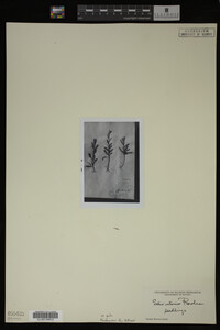 Salix interior image