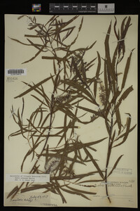 Salix interior image