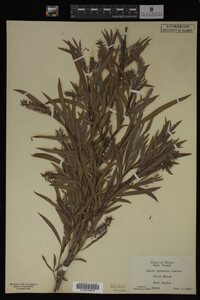 Salix interior image