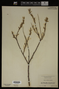 Image Associated With the Occurrence