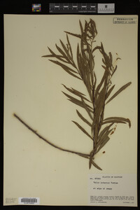 Image Associated With the Occurrence