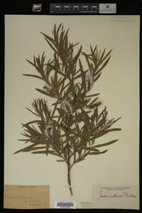 Salix interior image