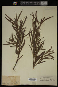 Salix interior image