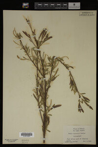 Salix interior image