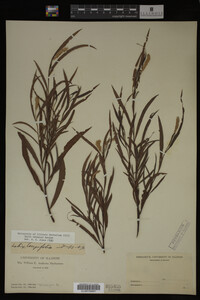Salix interior image