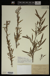Salix interior image
