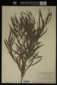 Salix interior image