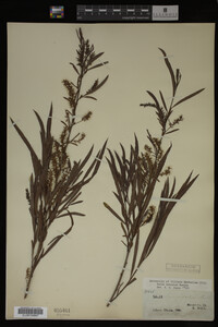 Salix interior image