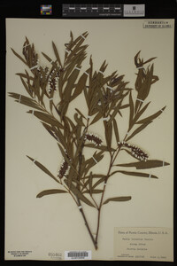 Image Associated With the Occurrence