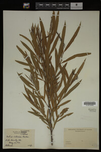 Salix interior image