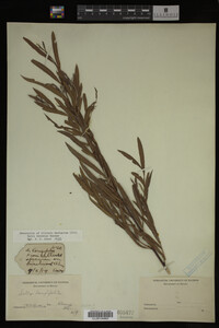 Salix interior image