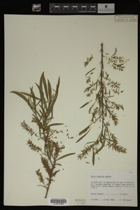 Salix interior image