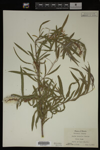 Salix interior image