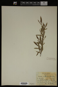Salix interior image