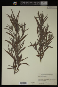 Salix interior image