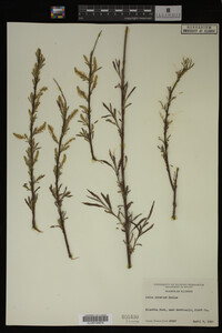 Salix interior image