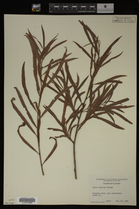 Salix interior image