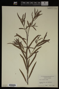 Salix interior image
