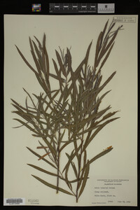 Salix interior image