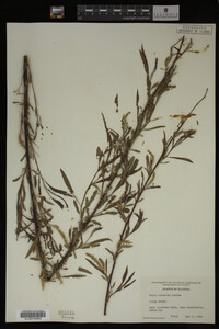 Salix interior image