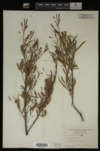 Salix interior image