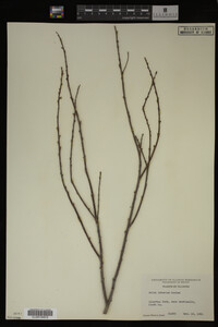 Image Associated With the Occurrence