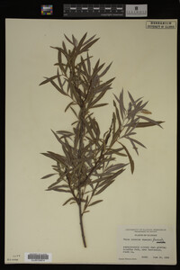Salix interior image