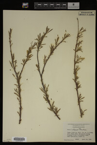 Salix interior image