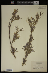 Salix interior image