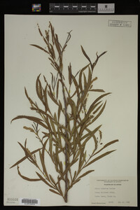 Salix interior image