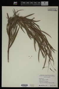 Salix interior image