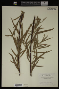 Salix interior image