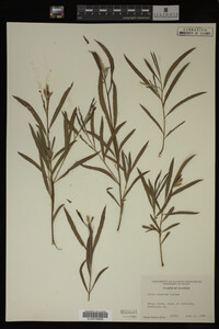 Salix interior image