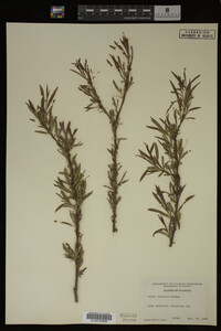 Salix interior image