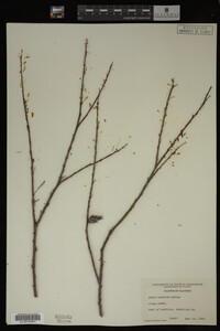 Salix interior image