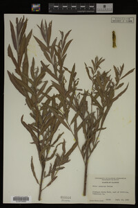 Salix interior image
