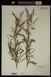 Salix interior image