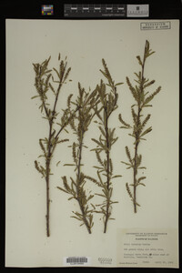Salix interior image
