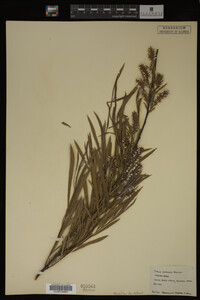Salix interior image