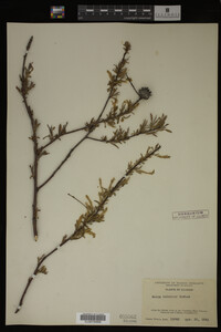 Salix interior image