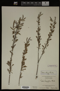 Salix interior image