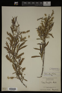Salix interior image