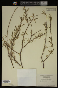 Salix interior image