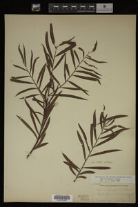 Salix interior image
