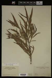 Salix interior image