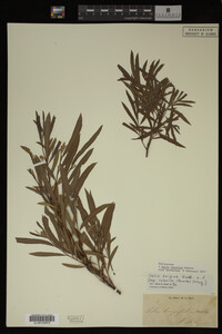 Salix interior image