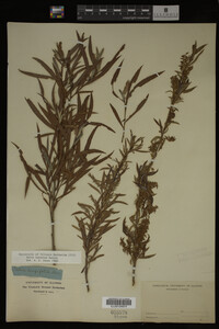Salix interior image