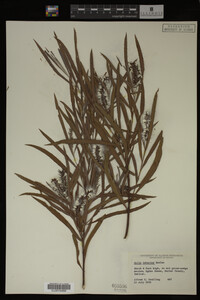 Salix interior image